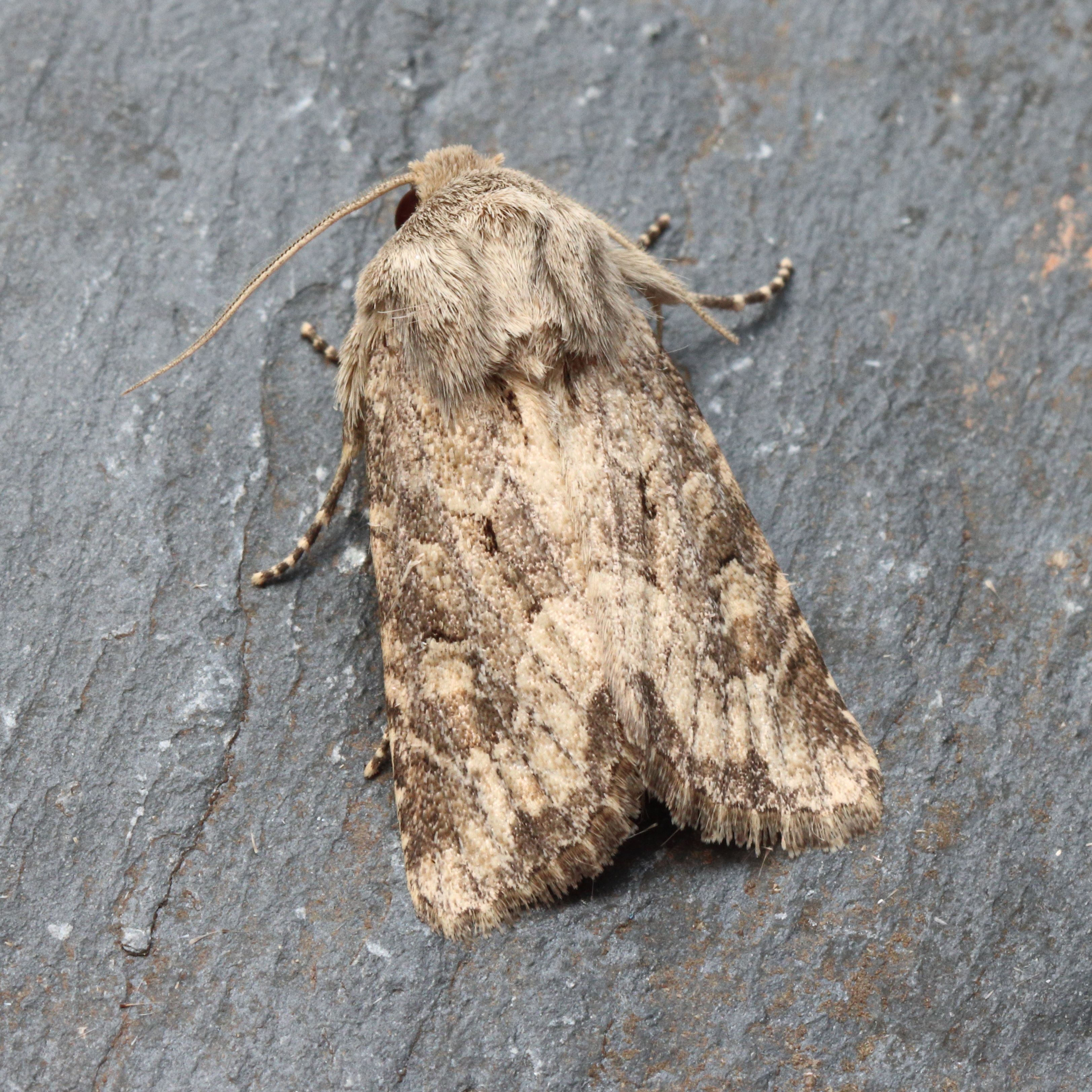 SpeciesSummary Details - Green Cross Nature