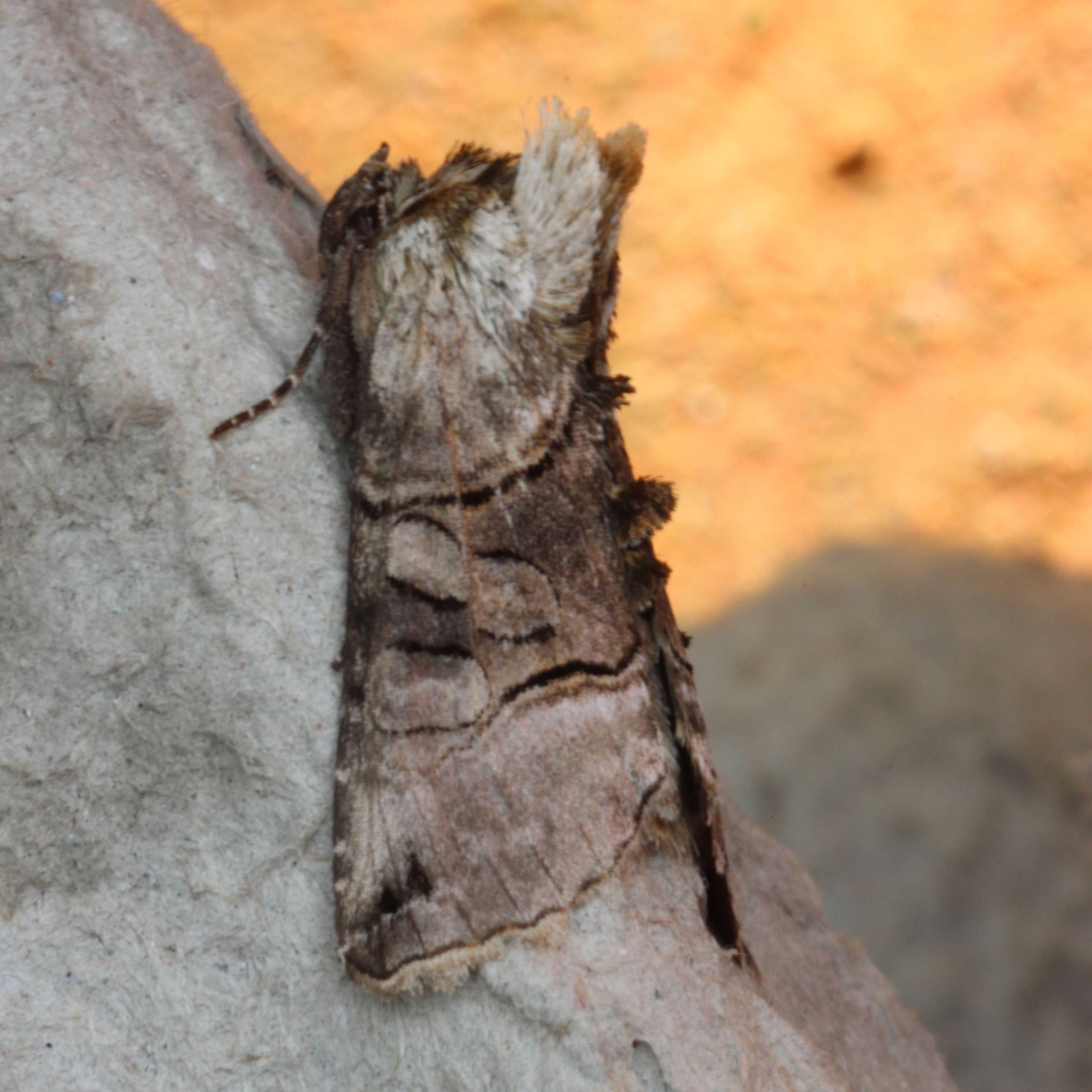 Spectacle Moth SpeciesSummary Details - Green Cross Nature